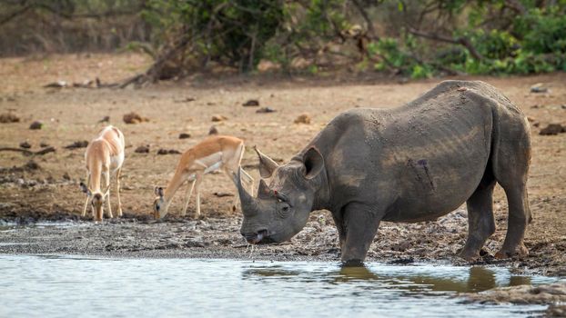Specie Diceros bicornis family of Rhinocerotidae