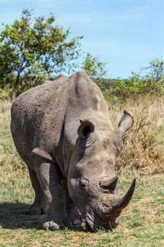 Specie Ceratotherium simum simum family of Rhinocerotidae