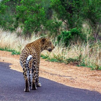 Specie Panthera pardus family of felidae