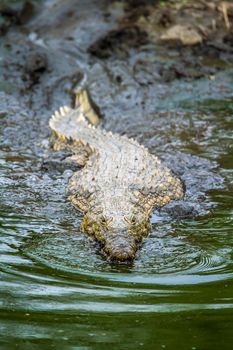 Specie Crocodylus niloticus family of Crocodylidae
