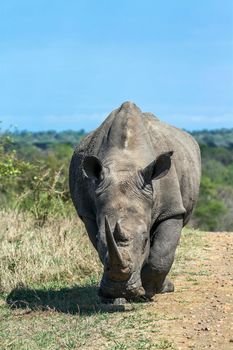 Specie Ceratotherium simum simum family of Rhinocerotidae