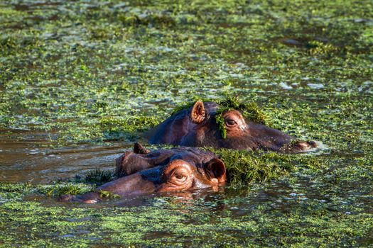 Specie Hippopotamus amphibius family of Hippopotamidae