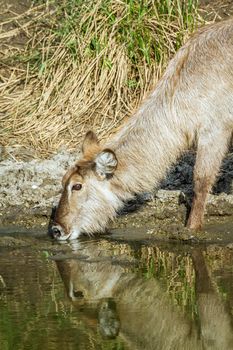 Specie Kobus ellipsiprymnus family of bovidae