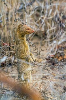 specie Galerella sanguinea family of Herpestidae