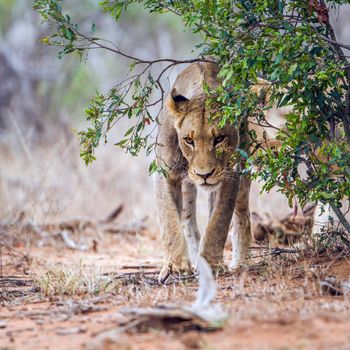 Specie Panthera leo family of felidae