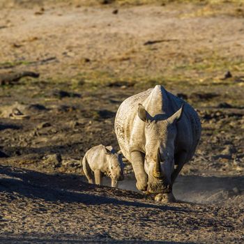 Specie Ceratotherium simum simum family of Rhinocerotidae