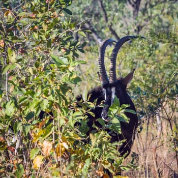 Specie Hippotragus niger family of bovidae