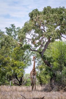 Specie Giraffa camelopardalis family of Giraffidae