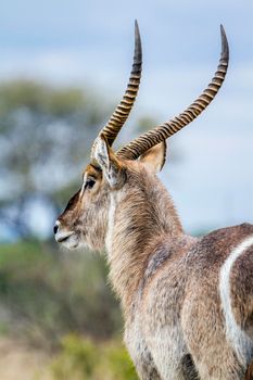 Specie Kobus ellipsiprymnus family of bovidae