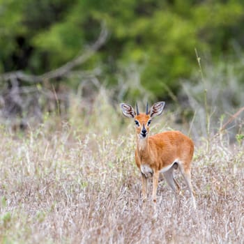 Specie Raphicerus campestris family of bovidae