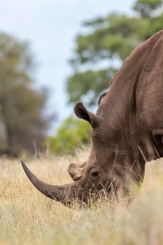 Specie Ceratotherium simum simum family of Rhinocerotidae