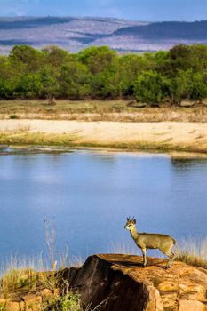 Specie Oreotragus oreotragus family of bovidae