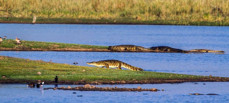 Specie Crocodylus niloticus family of Crocodylidae