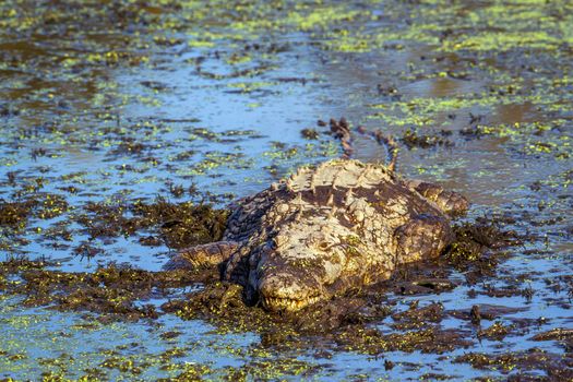 Specie Crocodylus niloticus family of Crocodylidae