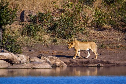Specie Panthera leo family of Felidae