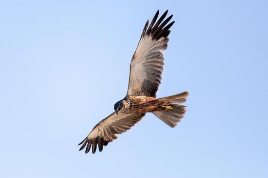 Marsh Harrier, Circus aeruginosus Flying on and hunting on on the blue sky, Birds of prey in Czech Republic, Europe Wildlife