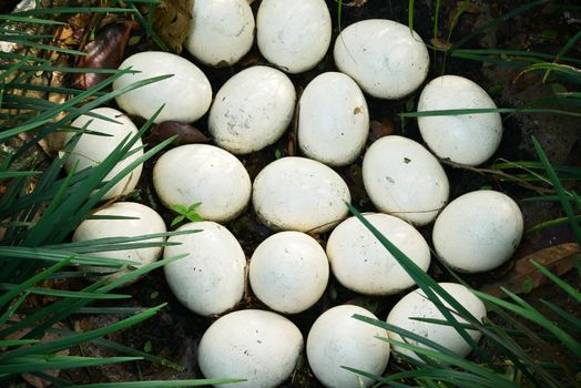 Ostrich egg on green grass top view .