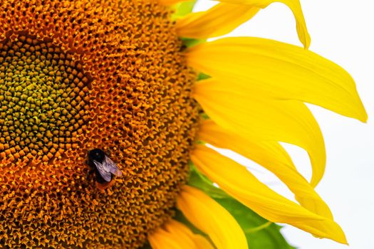 Yellow sunflower with bumblebee on the core of flower close-up. High quality photo