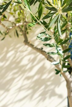 Olive tree and sunshine - gardening, nature background and environmental concept. The beauty of a green garden