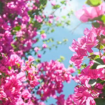 Pink flowers and blue sunny sky - floral background, spring holidays and womens day concept. Living life in bloom