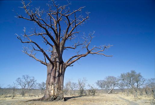 the baobab tree (adansonia grandidieri), zimbabwe, africa