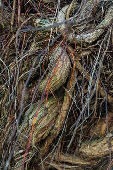 The trunk of a tree covered with an interweaving of aerial roots background close up