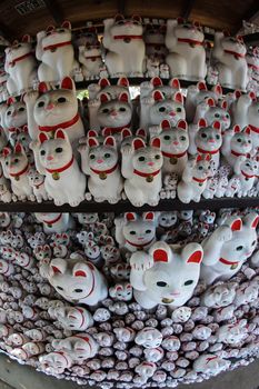 Image of invited cat (Tokyo, Gotokuji). Shooting Location: Tokyo metropolitan area