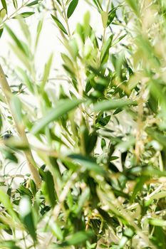 Olive tree and sunshine - gardening, nature background and environmental concept. The beauty of a green garden