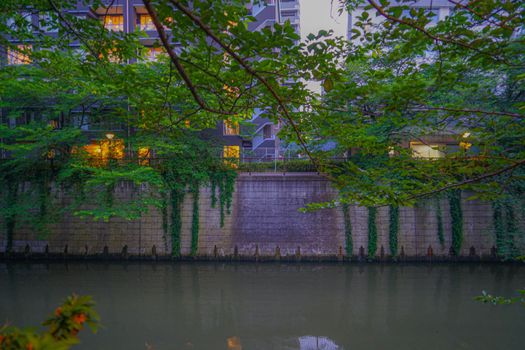 New green and city of Meguro River. Shooting Location: Tokyo metropolitan area