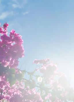 Pink flowers and blue sunny sky - floral background, spring holidays and womens day concept. Living life in bloom