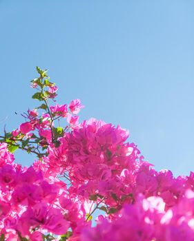 Pink flowers and blue sunny sky - floral background, spring holidays and womens day concept. Living life in bloom