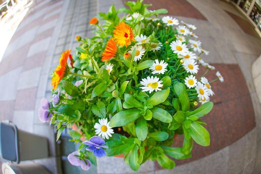 Flower image. Shooting Location: Tokyo metropolitan area