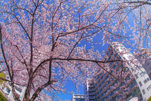 Cherry blossoms and towns of the full bloom of the Sakiko River. Shooting Location: Yokohama-city kanagawa prefecture