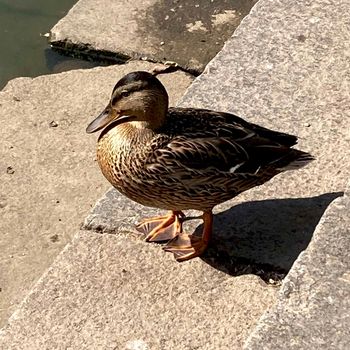 Close-up of a Mallard or Wild Duck . High quality photo