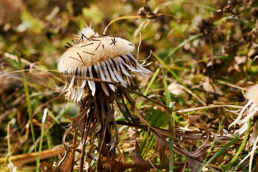 Autumn is the most colorful time of the year from all seasons, when nature changes its usual appearance to golden colors. A faded autumn leaf close up with a fringe among withered yellow foliage