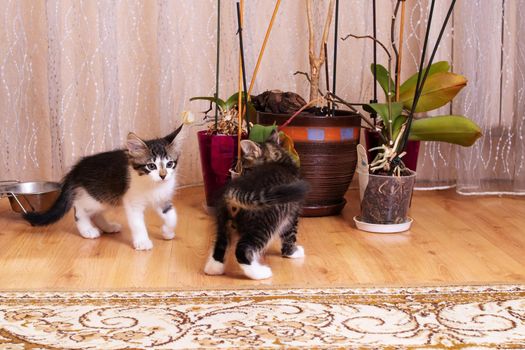 Gray kittens play with a potted flower close up