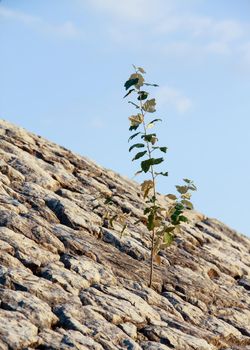 lonely plant on rocky stones blue sky in the background. High quality photo