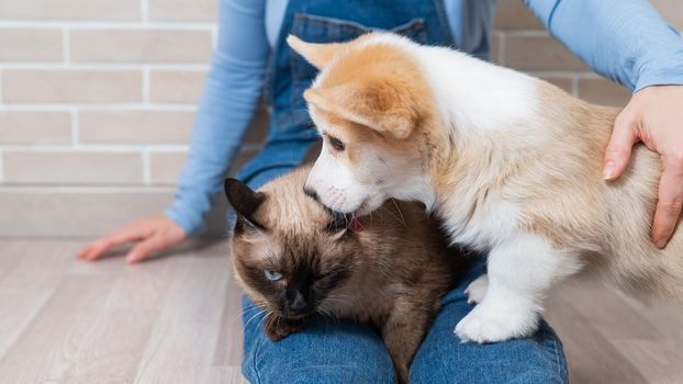 A woman is holding a Thai cat and a Welsh Corgi puppy