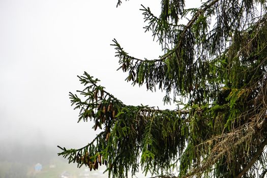 Mountain landscape in famous recreation zone of Guria region in western part of Georgia