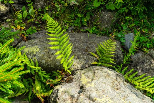 Green leaves of fern plant in the summer forest