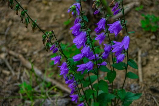 Close up of Bluebell flowers in wild forest meadow