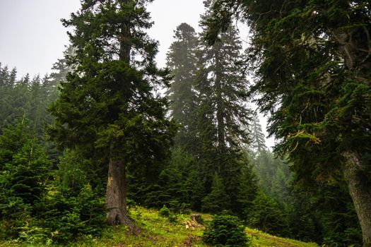 Mountain landscape in famous recreation zone of Guria region in western part of Georgia