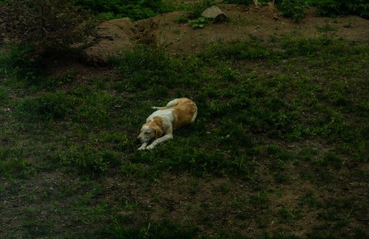 Sad homeless dog in summer meadow