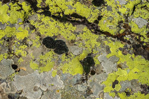 Stone covered with moss as a textured natural background