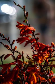 Red wild lily flowers in the vase as a interior decoration