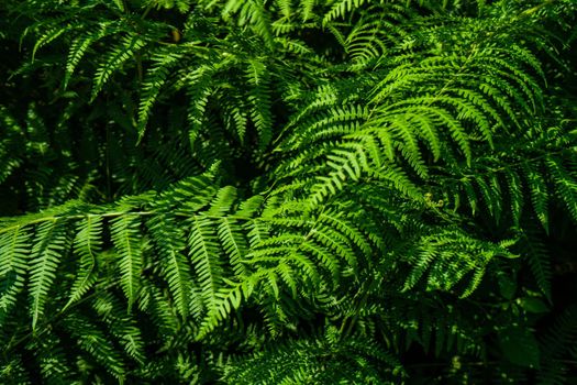 Green leaves of fern plant in the summer forest