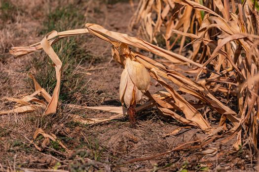 Withered corn cobs in a corn field marked by drought, Europe