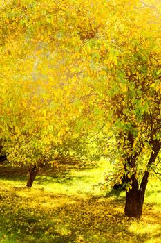 Fall beauty, weather and seasons concept - Autumn nature scene background, leaves and trees outdoors