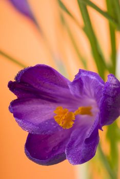 crocuses spring flowers on an orange background