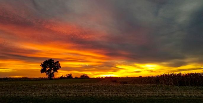 A Beautiful Sunset, With a Single Tree Silhouetted in Farmlands, With the Red and Orange Sky